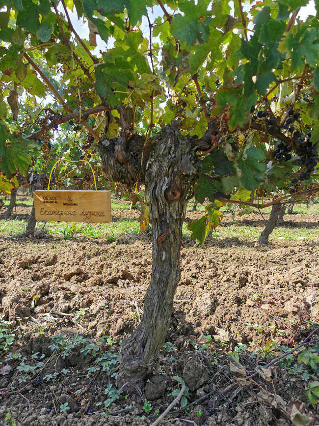 Виноградник на урожай